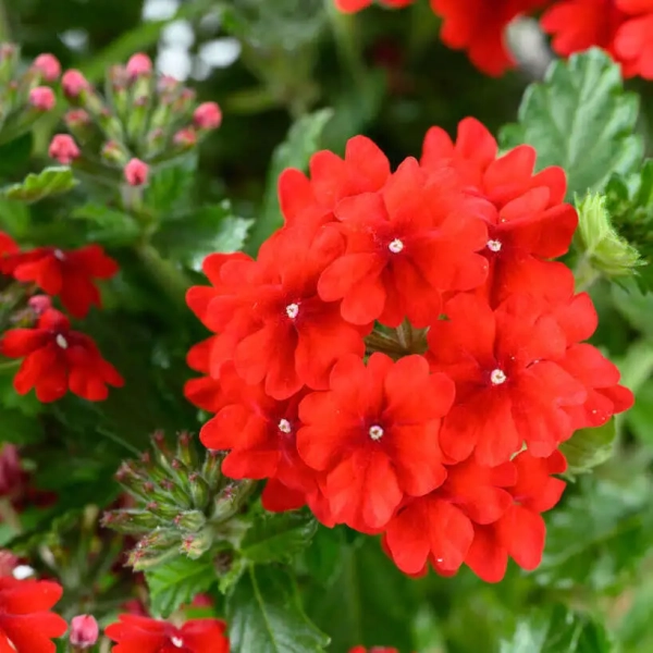 Verbena Vanessa™ 'Compact Hot Red' – czerwona kwiatostan